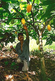 un agriculteur s occupant de cacaoyers