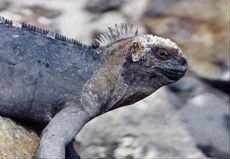 Galapagos Islands Iguana